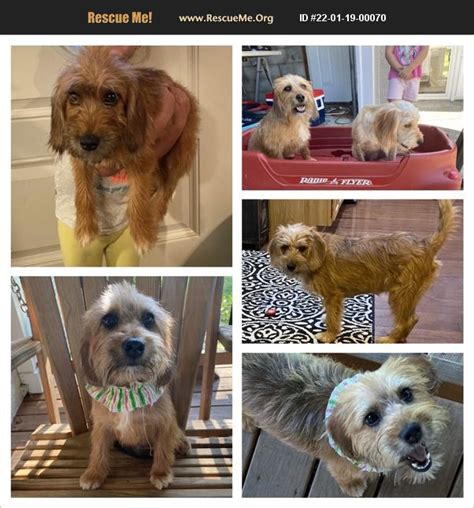 If you donate more you will receive a donation receipt for your taxes. . Yorkie rescue nashville tn